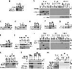 RASSF1A Antibody in Western Blot, Immunoprecipitation (WB, IP)