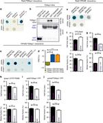 GST Tag Antibody in Western Blot (WB)