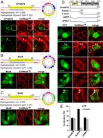 GFP Antibody in Immunocytochemistry (ICC/IF)