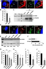 GFP Antibody in Immunocytochemistry (ICC/IF)