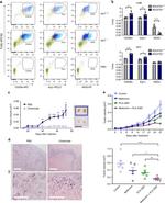 iNOS Antibody in Flow Cytometry (Flow)