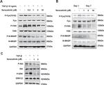 FAK Antibody in Western Blot (WB)