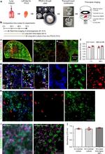 CD326 (EpCAM) Antibody in Immunohistochemistry (IHC)