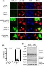 IkB alpha Antibody in Western Blot (WB)