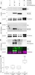 6x-His Tag Antibody in Western Blot (WB)