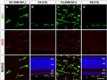 iNOS Antibody in Immunocytochemistry, Immunohistochemistry (ICC/IF, IHC)