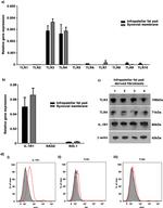 CD283 (TLR3) Antibody in Western Blot, Flow Cytometry (WB, Flow)