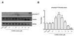 Phospho-FOXO3A (Ser253) Antibody in Western Blot (WB)