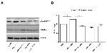 Phospho-FOXO3A (Ser253) Antibody in Western Blot (WB)