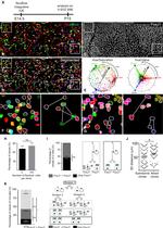 FOXJ1 Antibody in Immunohistochemistry (IHC)