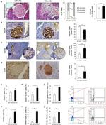 CD284 (TLR4) Antibody in Immunohistochemistry (IHC)