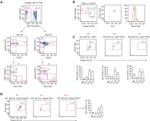 CD135 (Flt3) Antibody in Flow Cytometry (Flow)