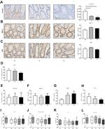 SLC11A2 Antibody in Immunohistochemistry (IHC)