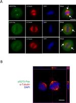 Phospho-Paxillin (Tyr118) Antibody in Immunocytochemistry (ICC/IF)