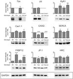 Calsequestrin Antibody in Western Blot (WB)