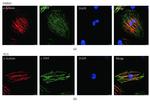 Cardiac Troponin T Antibody in Immunocytochemistry (ICC/IF)