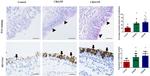 MUC5AC Antibody in Immunohistochemistry (IHC)