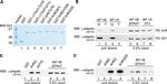 GST Tag Antibody in Immunoprecipitation (IP)