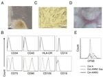 CD34 Antibody in Flow Cytometry (Flow)