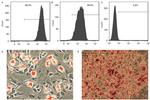 CD90.1 (Thy-1.1) Antibody in Flow Cytometry (Flow)