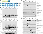 TMEM106B Antibody in Western Blot (WB)