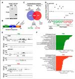 CD4 Antibody in Flow Cytometry (Flow)