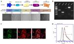 Cardiac Troponin T Antibody in Immunocytochemistry, Immunohistochemistry (ICC/IF, IHC)