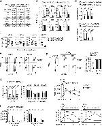 MHC Class I (H-2Db) Antibody in Flow Cytometry (Flow)