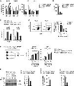 MHC Class II (I-A/I-E) Antibody in Flow Cytometry (Flow)