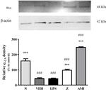 alpha-2a Adrenergic Receptor Antibody in Western Blot (WB)