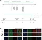 Cardiac Troponin T Antibody in Immunocytochemistry, Immunohistochemistry (ICC/IF, IHC)