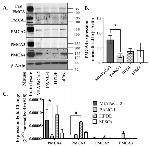 PMCA ATPase Antibody in Western Blot (WB)