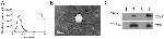 CD9 Antibody in Western Blot (WB)