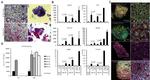 ASGR1 Antibody in Immunocytochemistry, Immunohistochemistry (ICC/IF, IHC)