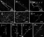 Connexin 40 Antibody in Immunohistochemistry (IHC)