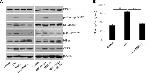 iNOS Antibody in Western Blot (WB)