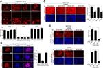 nNOS Antibody in Immunocytochemistry (ICC/IF)