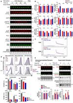 MCM2 Antibody in Western Blot (WB)