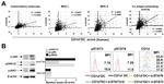 alpha GalCer:CD1d Complex Antibody in Flow Cytometry (Flow)