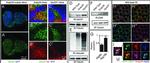 alpha Tubulin Antibody in Western Blot (WB)