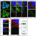 alpha Tubulin Antibody in Western Blot (WB)