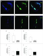 F4/80 Antibody in Immunohistochemistry (IHC)