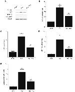 Active/Pro-Caspase 3 Antibody in Western Blot (WB)