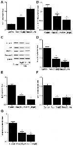 IL-6 Antibody in Western Blot (WB)