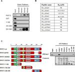 GST Tag Antibody in Western Blot (WB)