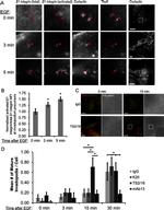 ITGB1 Antibody in T-Cell Activation (TCA)