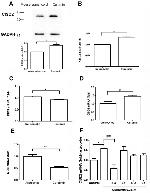 CISD2 Antibody in Western Blot (WB)