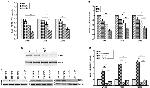 FOXP3 Antibody in Western Blot (WB)