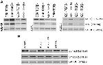 NOTCH1 Antibody in Western Blot (WB)