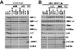 H4K20ac Antibody in Western Blot (WB)